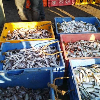 Taluka Dapoli Harnai Bunder Fish Auction7-min